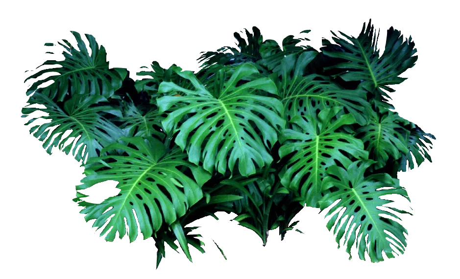 Monstera Deliciosa leaves, Shrub Landscape Tree, Landscape design landscape tree shrubs Solanum, leaf, tree Branch, landscape png